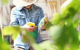 Hàng chục người Romania phải nhập viện do phơi nhiễm thuốc trừ sâu