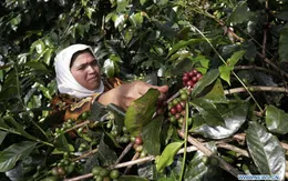 Đặc sản cà phê ở Indonesia