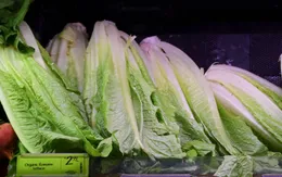 Cảnh báo không ăn rau diếp do nhiễm khuẩn Ecoli