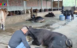 Xuất hiện bệnh lở mồm long móng trên gia súc ở Quảng Ngãi