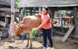 Trà Vinh phát sinh dịch lở mồm long móng trên gia súc