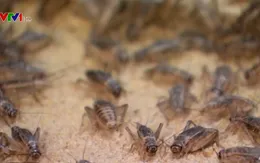 Trang trại nuôi côn trùng làm... đồ ăn vặt