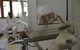 Nga sử dụng chuột trong chẩn đoán bệnh lao chính xác tới 95%