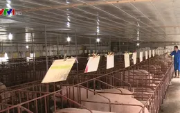 50% số xã đã hết dịch tả lợn châu Phi sau 30 ngày