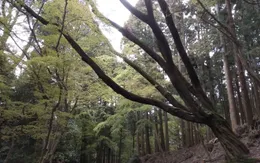 Kinh nghiệm trồng rừng và khai thác hiệu quả kinh tế từ rừng của Nara, Nhật Bản