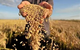 An ninh lương thực ở Việt Nam sẽ thay đổi thế nào?