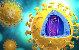 Phát hiện chủng mới của virus HIV