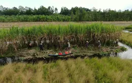 Tháo gỡ khó khăn cho người trồng mía Hậu Giang