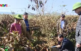 Gần 600ha cà phê ở Sơn La chết cháy do sương muối