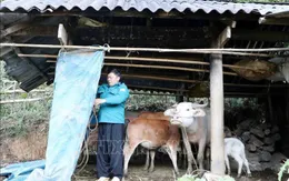 Hơn 2 vạn gia súc có nguy cơ bị đói, rét do thời tiết lạnh