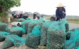 Khuyến cáo người dân không nuôi ốc bươu vàng dù thương lái thu mua