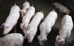 Tội phạm tại Trung Quốc phát tán dịch tả lợn châu Phi để ép giá người nuôi