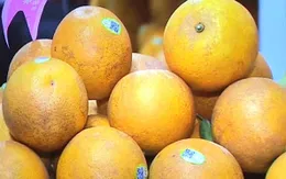 Cam 100.000 đồng/quả vẫn đắt khách