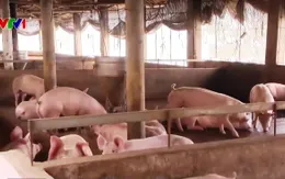 44 tỉnh thành hết dịch tả lợn châu Phi