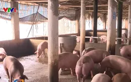 Tăng cường ngăn chặn xuất lậu lợn để ổn định nguồn cung dịp Tết