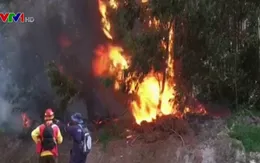 Báo động đỏ cháy rừng tại Chile