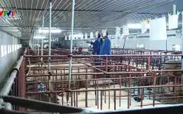 Đảm bảo an toàn dịch bệnh trong chăn nuôi