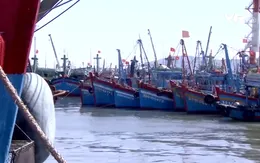 Hơn 2.000 tàu cá ở Quảng Ngãi không đăng ký, đăng kiểm