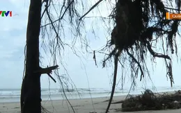 Sạt lở bất thường ở bãi biển Mỹ Khê