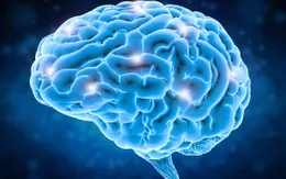 Phát hiện mối liên hệ giữa trí thông minh mềm và kích cỡ não