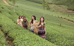 Đỗ Mỹ Linh và Kiều Loan khoe sắc giữa đồi chè bạt ngàn