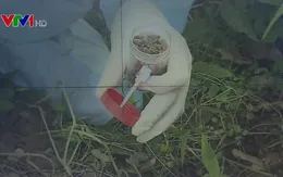 Phát hiện 1 mẫu đất có vi khuẩn gây bệnh Whitmore