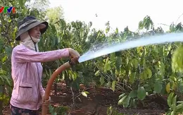 Nông dân Tây Nguyên ra quân chống hạn đầu năm