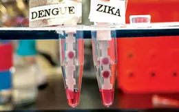 Trẻ em bị sốt xuất huyết có thể miễn dịch với virus Zika