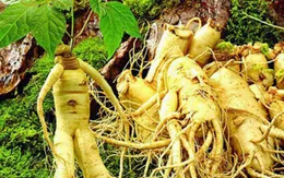 Người cao huyết áp có sử dụng được nhân sâm không?