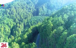 Khám phá phương pháp khai thác rừng đặc biệt tại Nhật Bản