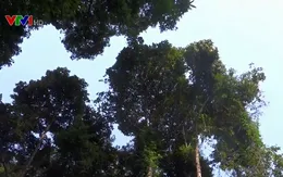 Phát hiện hàng nghìn ha dược liệu ba kích trong rừng nguyên sinh Quảng Nam