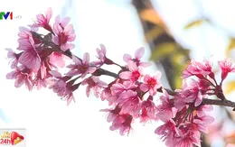 Ngắm mai anh đào nhuộm hồng Đà Lạt