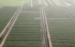 Nông nghiệp xanh Việt Nam: Đường xa, mơ lớn