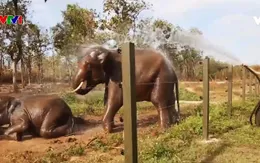 Việt Nam nỗ lực bảo vệ rừng và động vật hoang dã