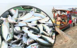 Ngư dân được mùa cá trích