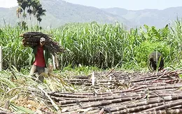 Khó khăn chất chồng giữa mùa thu hoạch mía