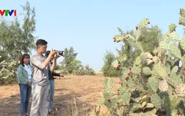 Sa mạc thu nhỏ giữa lòng thành phố Tuy Hòa