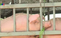 Đồng Nai lập các chốt kiểm dịch ngăn chặn dịch tả lợn châu Phi