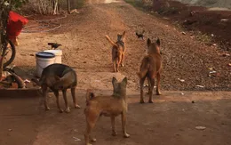 Cảnh báo nguy cơ nhiễm ấu trùng giun đũa từ chó, mèo