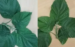 Bé gái 6 tuổi mất máu cấp do ăn lá cây du mại