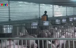 Nghệ An là tỉnh thứ 17 phát hiện dịch tả lợn châu Phi