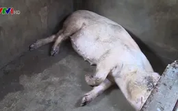 Bùng phát dịch lở mồm long móng ở Phú Yên và Đăk Lăk