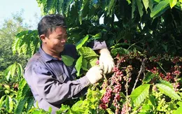 Nhiều dư địa để tăng giá trị cà phê Việt