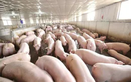 Thanh Hóa: Lập thêm chốt tại các tuyến biên giới ngăn dịch tả lợn châu Phi