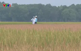 TT-Huế: Hàng trăm ha lúa Đông Xuân bị ảnh hưởng do nắng hạn