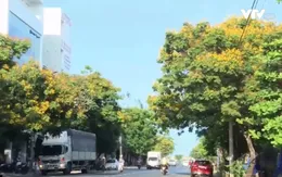 Rực rỡ mùa hoa lim xẹt ở Phú Yên