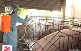 Bà Rịa - Vũng Tàu tiêu hủy hàng trăm con lợn lở mồm long móng