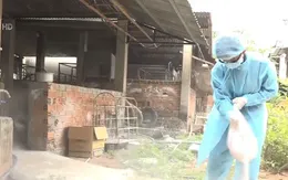 Bà Rịa - Vũng Tàu: Ngăn chặn tình trạng tuồn lợn bệnh ra các chợ