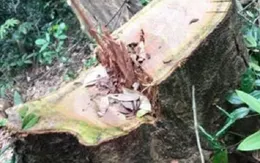 Phát hiện vụ phá rừng nghiêm trọng tại Quảng Bình