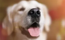 Chó có thể đánh hơi cơn động kinh